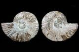 Cut & Polished Ammonite Fossil - Agatized #73963-1